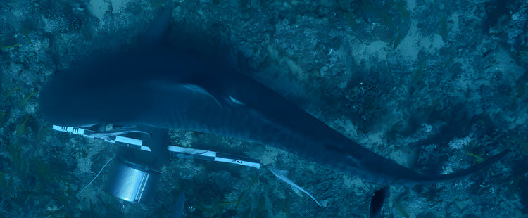 Illustration sous-marine de l'utilité d'une échelle de 2m à coté d'un requin